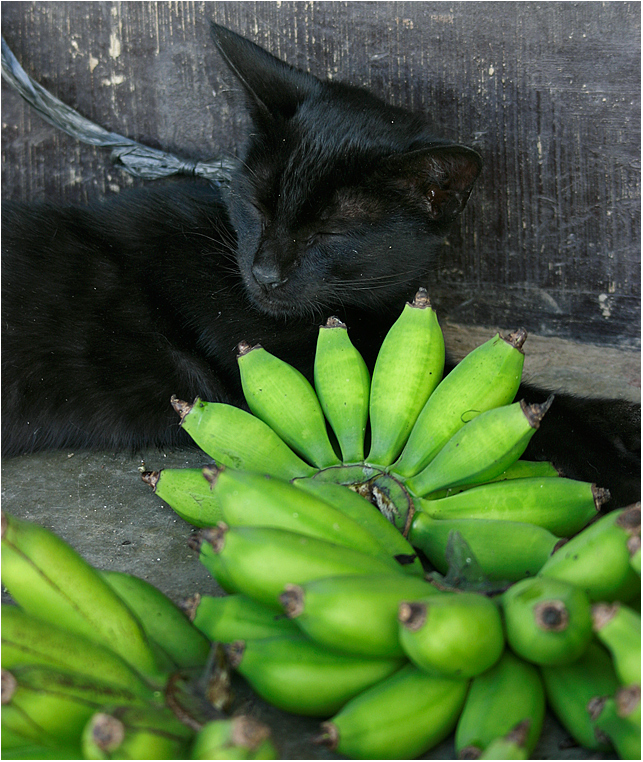 Stillleben mit Hauskatze