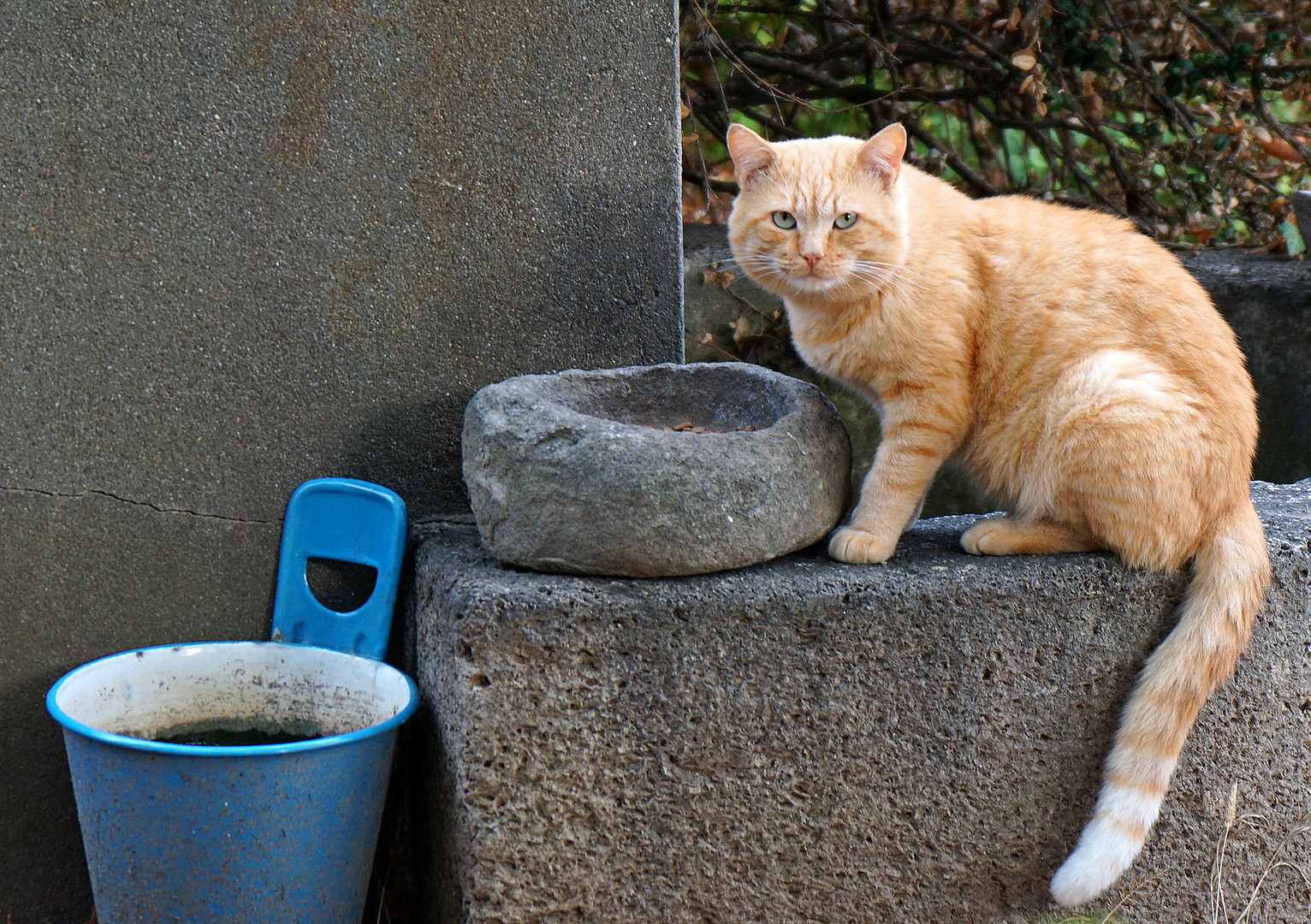 Stillleben mit Kater