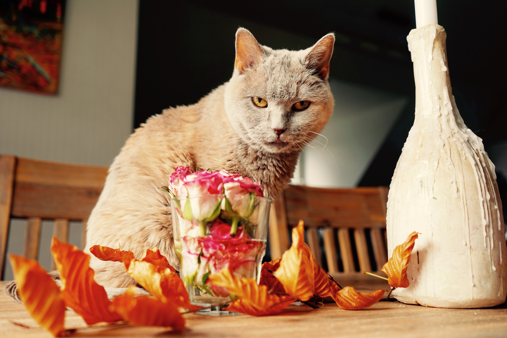Stillleben Mit Katze Foto Bild Tiere Haustiere Katzen Bilder Auf Fotocommunity