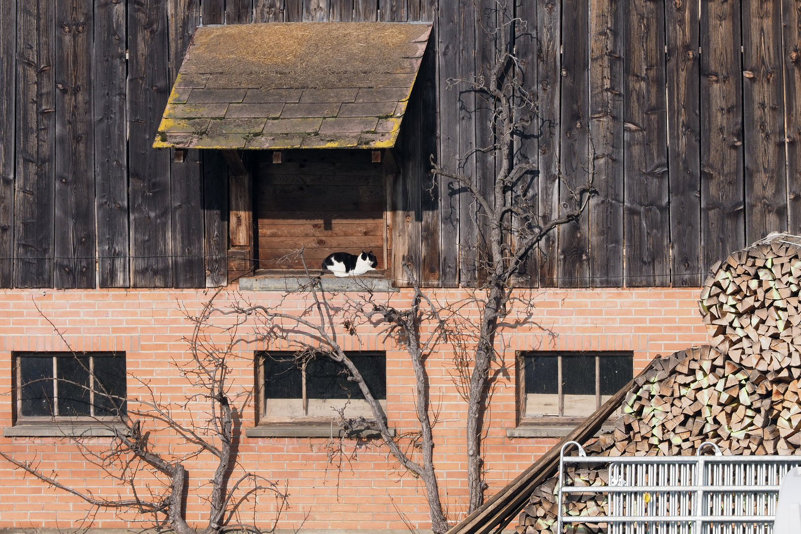 STILLLEBEN MIT KATZE