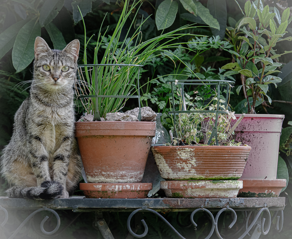 Stillleben mit Katze