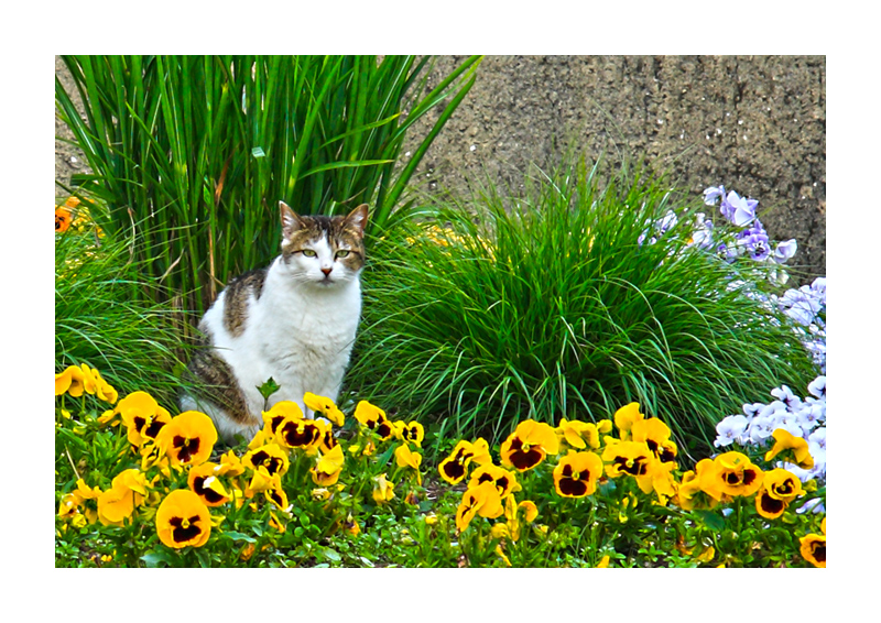 Stillleben mit Katze