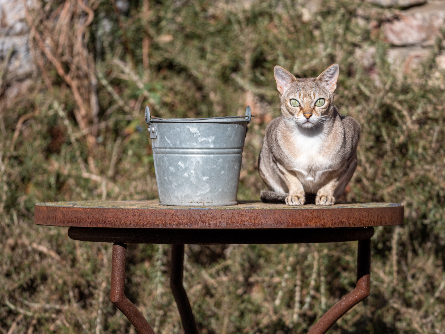 Stillleben mit Katze