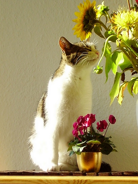 Stillleben Mit Katze Foto Bild Tiere Haustiere Katzen Bilder Auf Fotocommunity