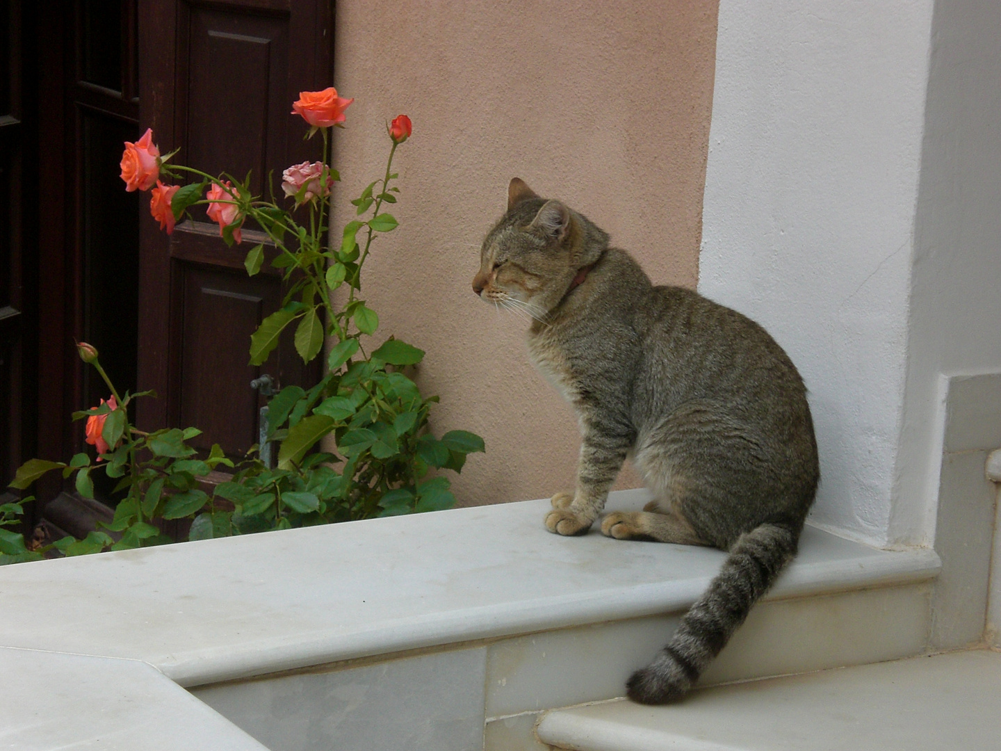 Stillleben mit Katze & Rosen