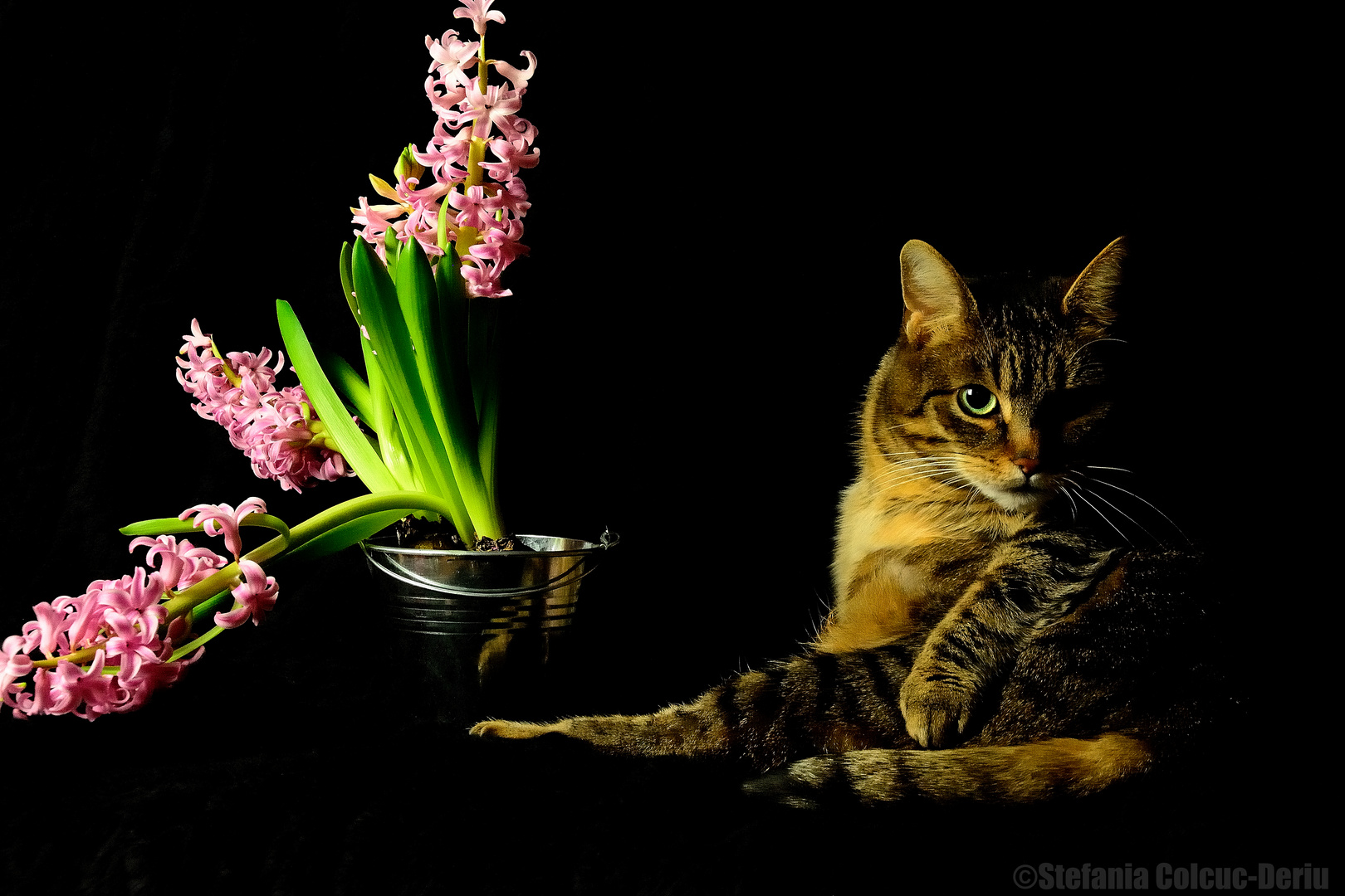 Stillleben mit Katze und Blumen