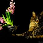 Stillleben mit Katze und Blumen