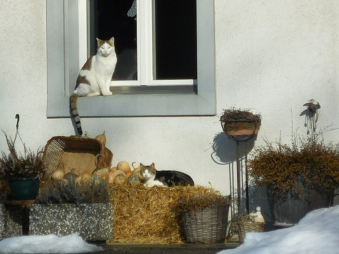 Stillleben mit Katzen