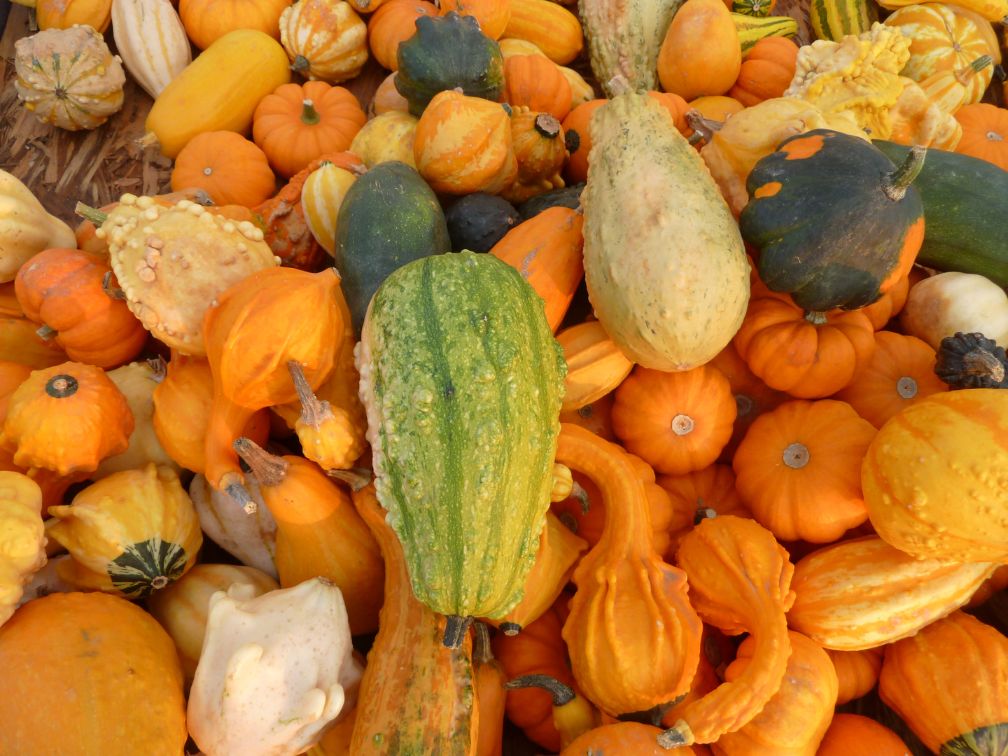 Stillleben mit Kürbissen im Herbst