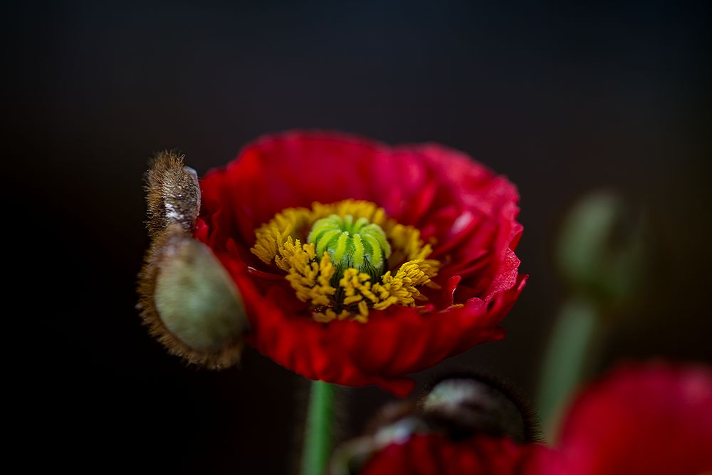 Stillleben mit Mohn