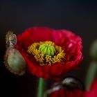 Stillleben mit Mohn