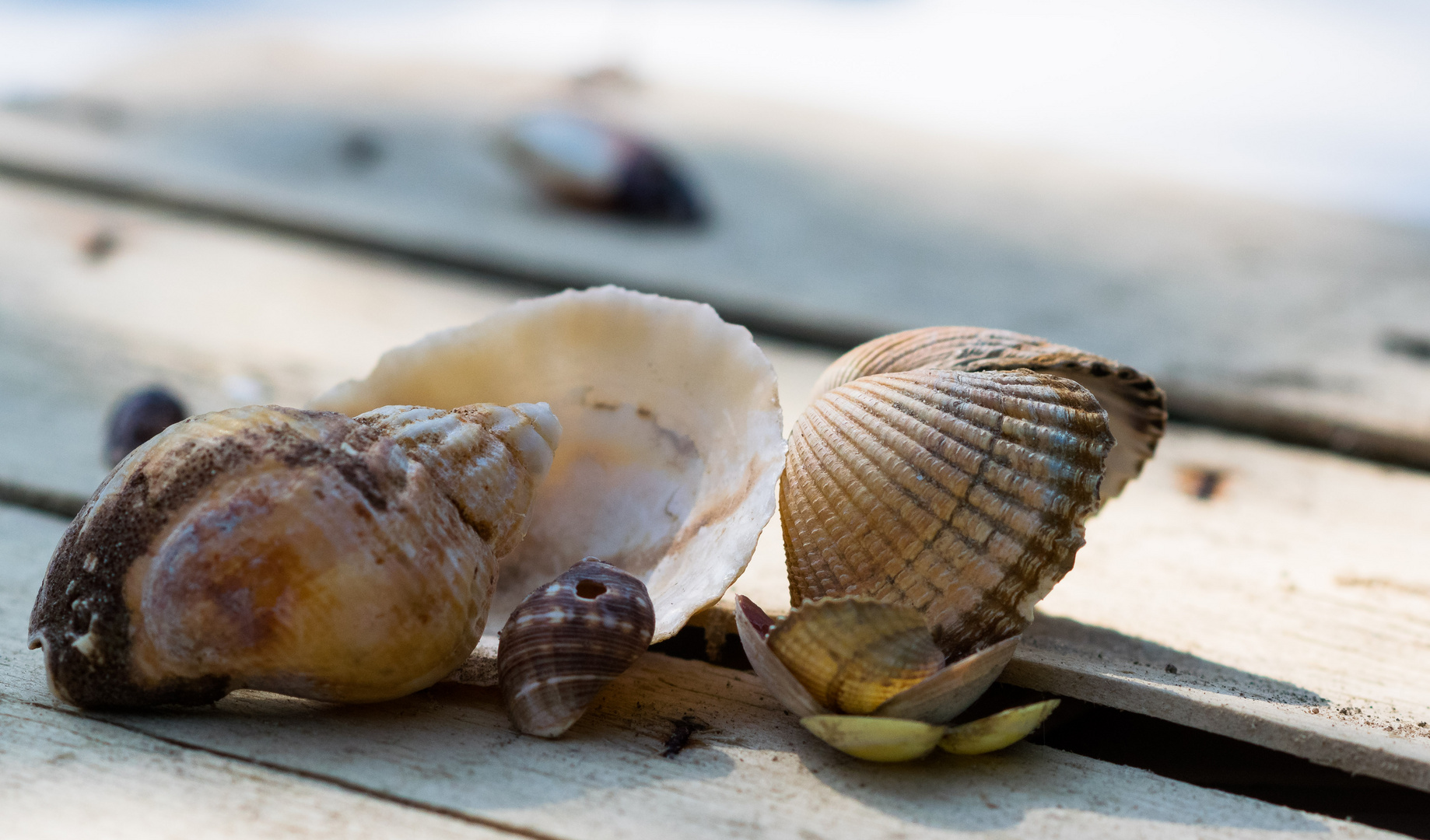 Stillleben mit Muscheln