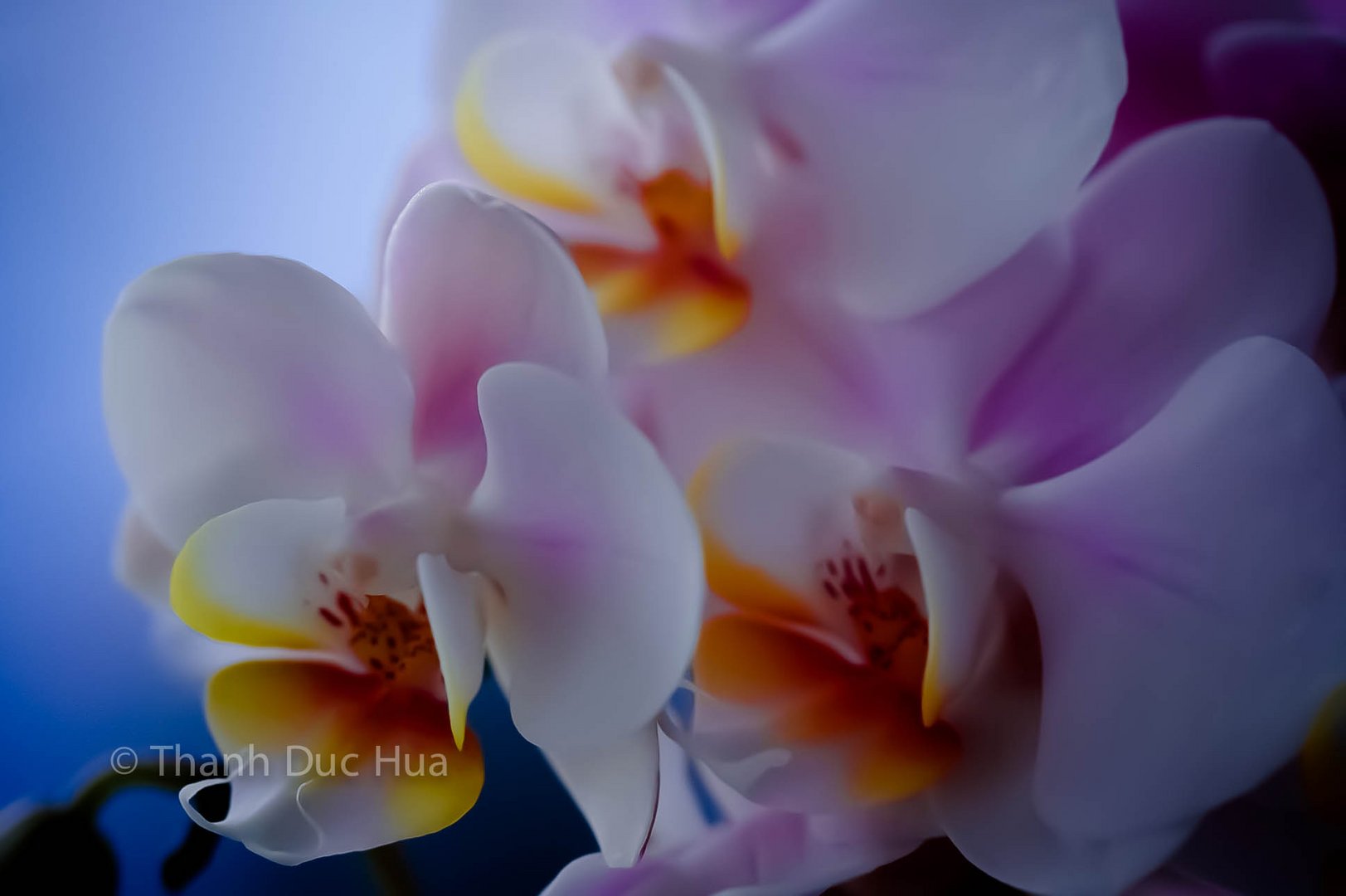 Stillleben mit Orchideen 1