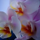 Stillleben mit Orchideen 1