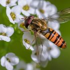 Stillleben mit Schwebfliege