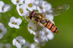 Stillleben mit Schwebfliege