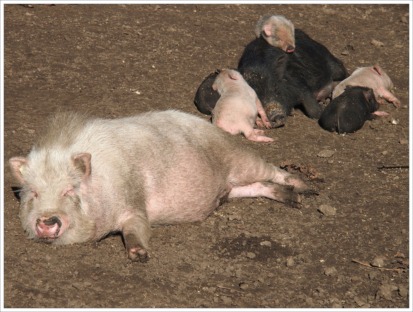 Stillleben mit Schweinefamilie