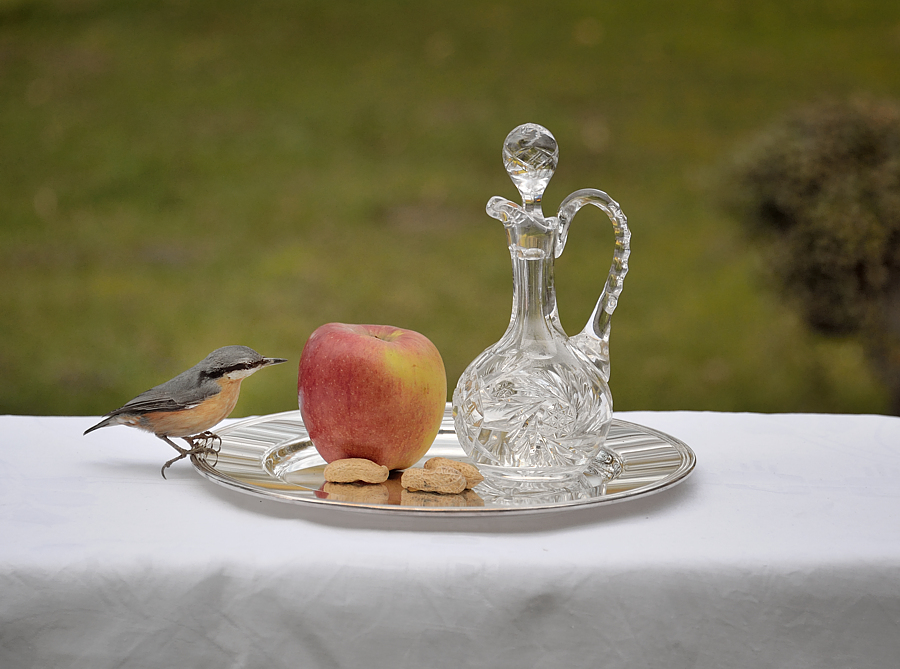 Stillleben mit Singvogel