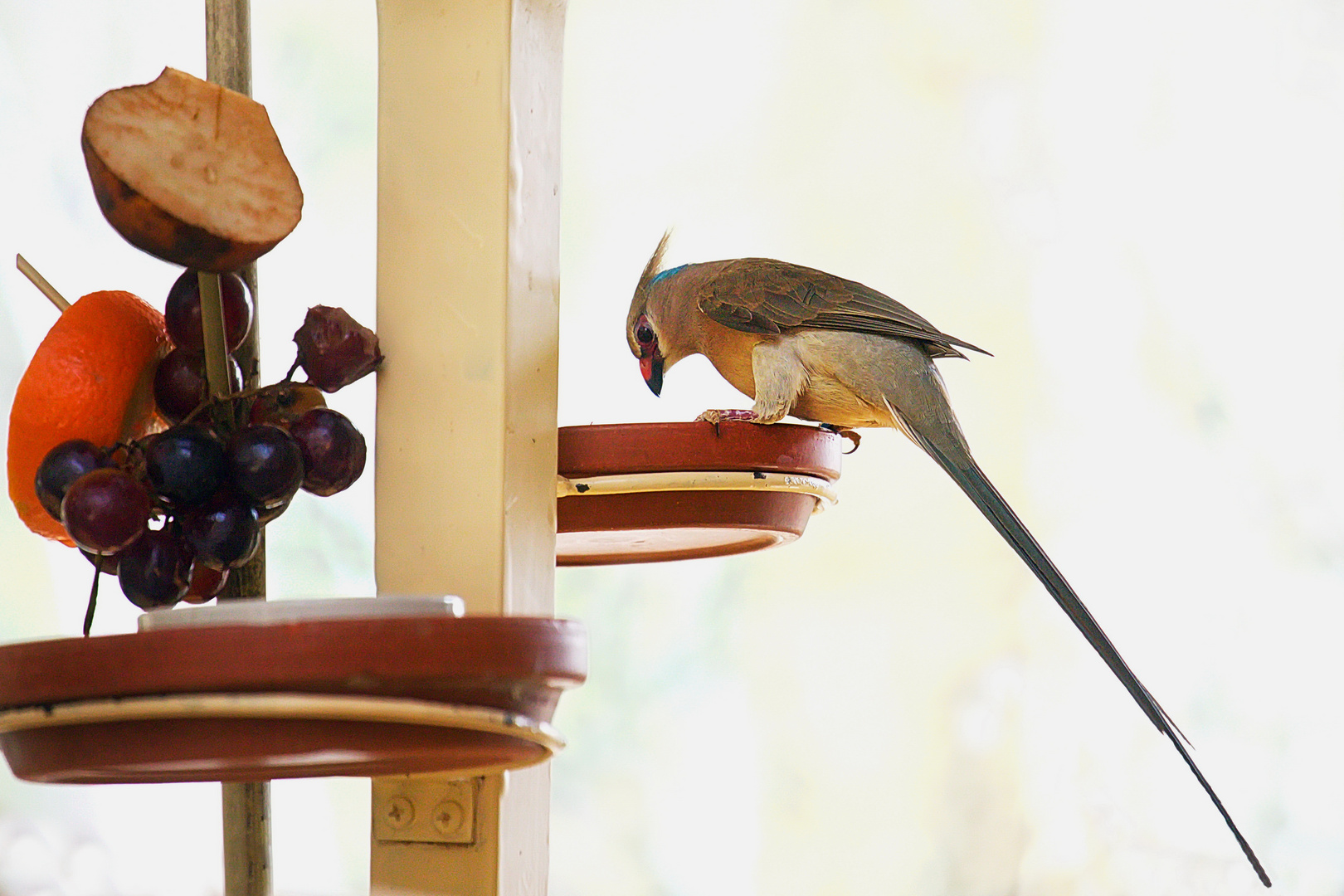 Stillleben mit Vogel