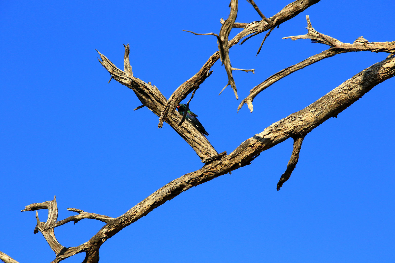 Stillleben totes Holz mit Vogel