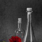 StillLife mit Gerbera