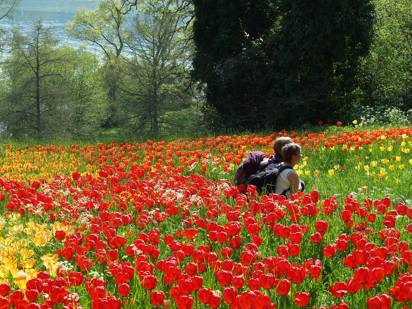 Stillsitzen fuers Foto, Mainau im April