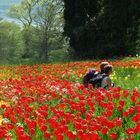 Stillsitzen fuers Foto, Mainau im April