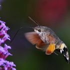 Stillstand an der Eisenkrautblüte