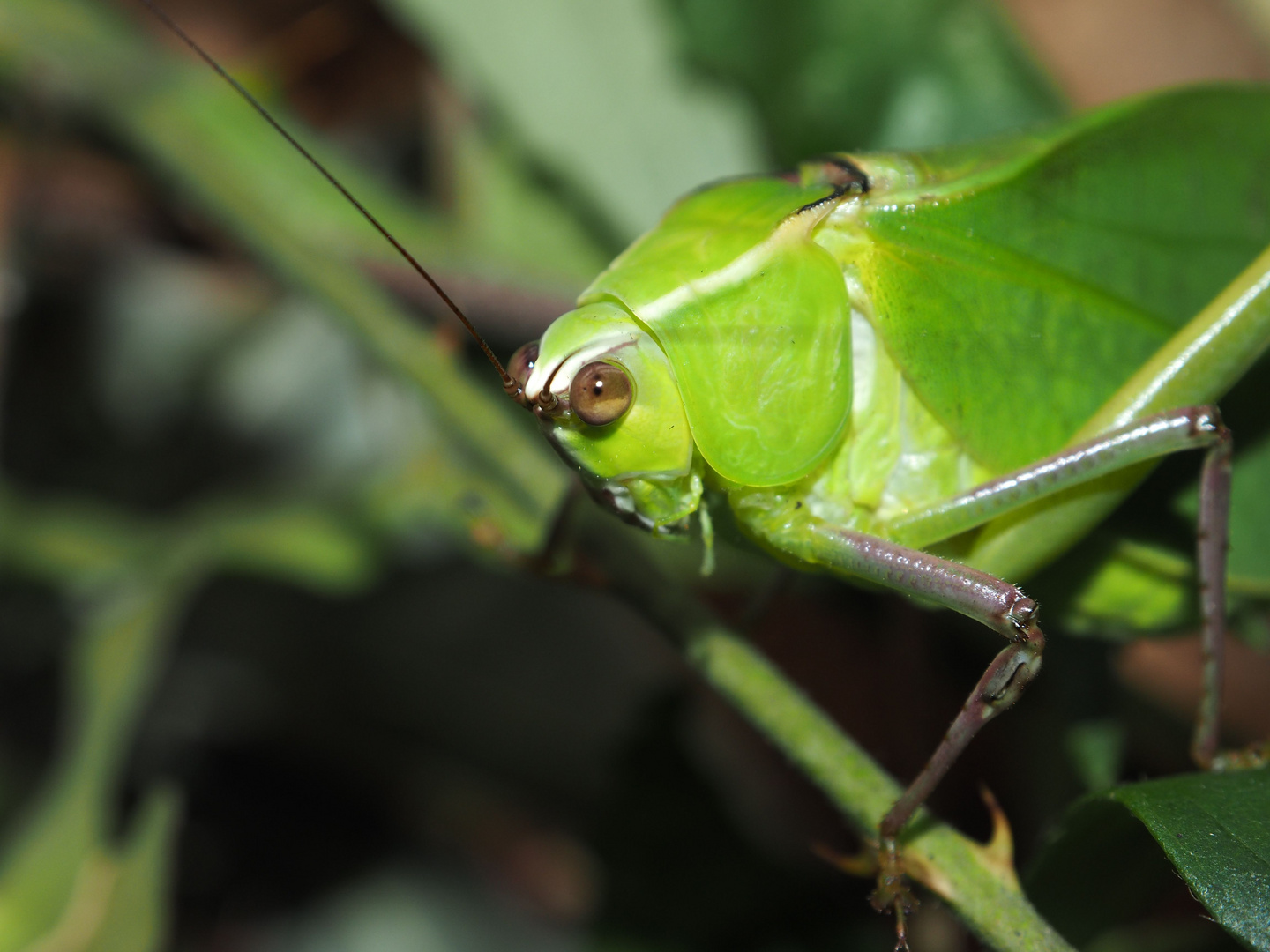 Stilpnochlora couloniana