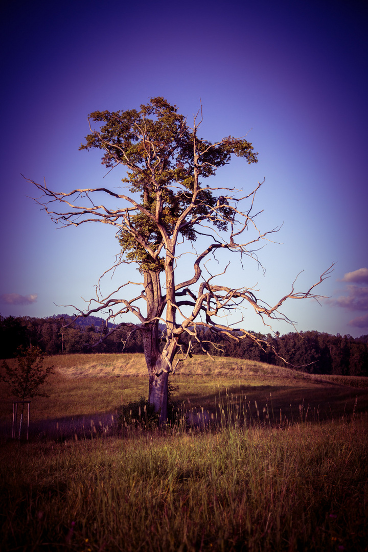 Stilvoller Baum 