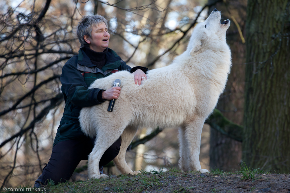 Stimm den Wolf