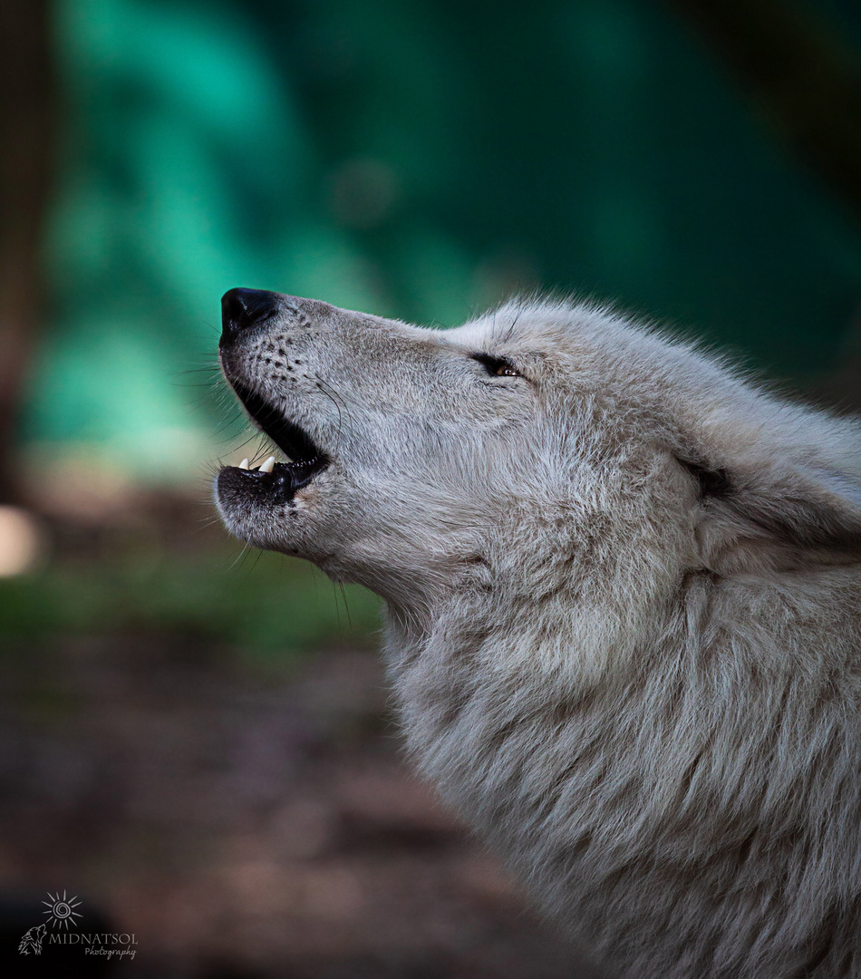 Stimme der Wälder