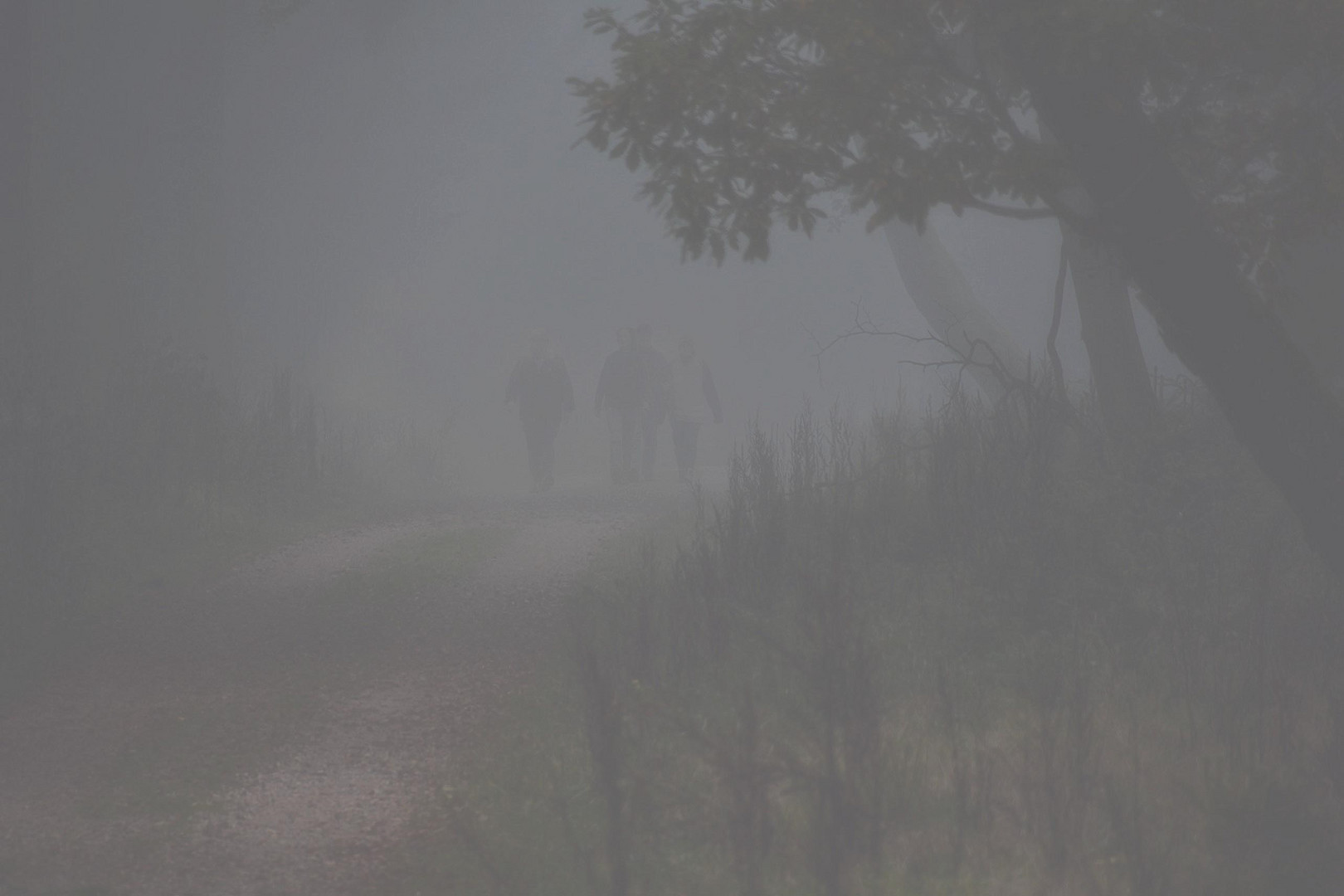 Stimmen aus dem Nebel