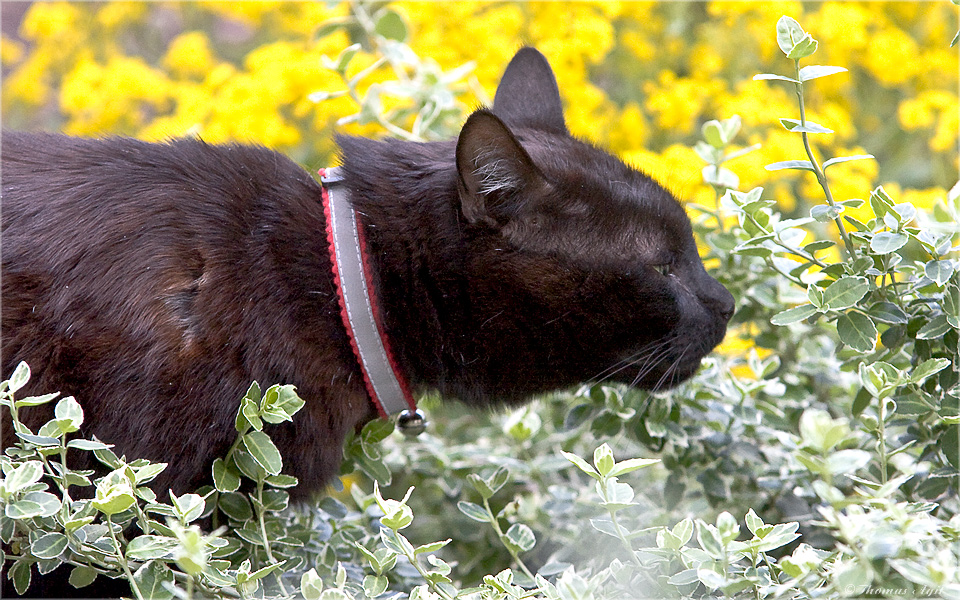 Stimmt- es ist Frühling...