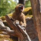 Stimmübungen,Sopran, Alt  oder doch schon Tenor ?