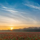 Stimmung am Mohnfeld