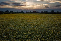 Stimmung am Sonnenblumenfeld