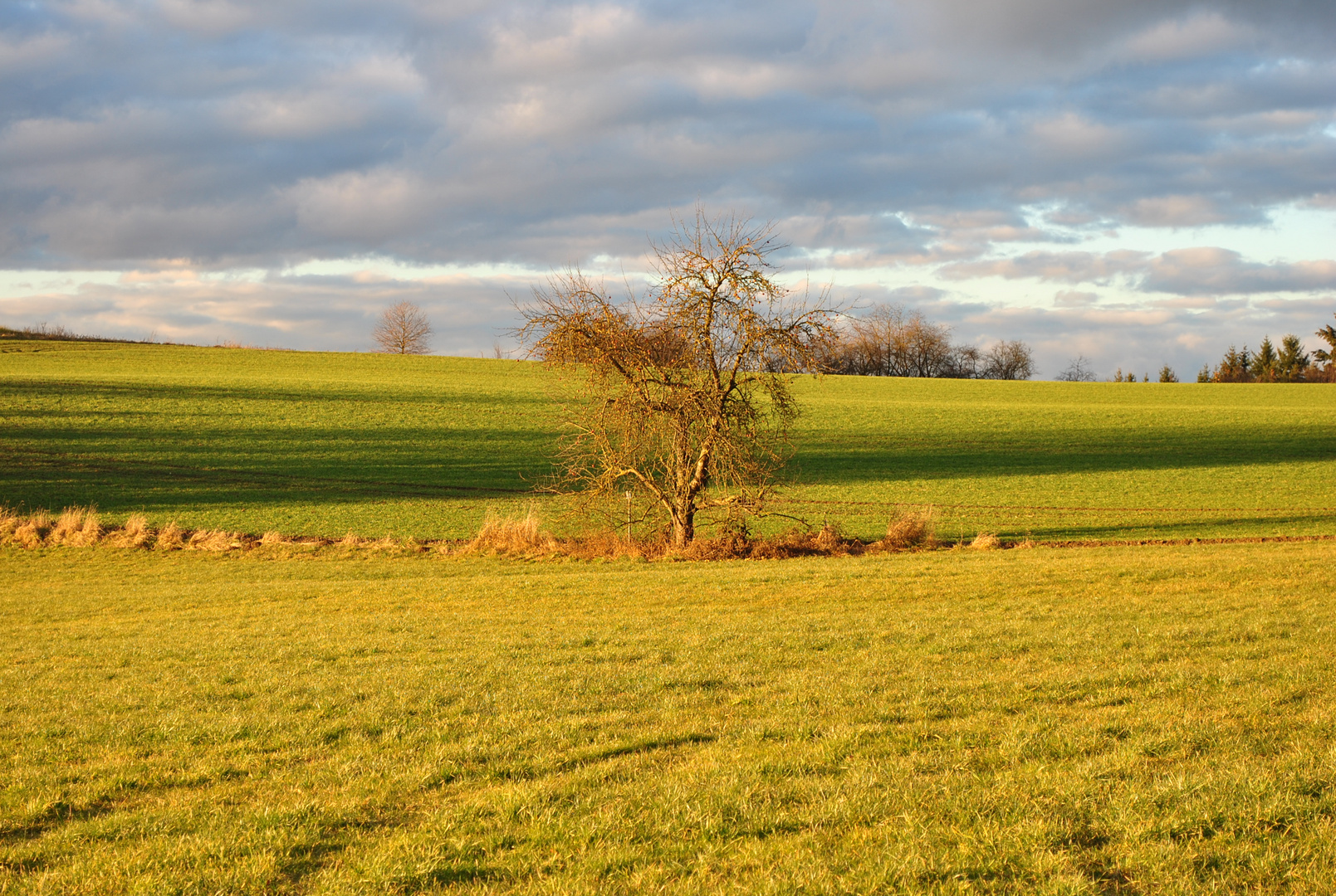 Stimmung auf dem Feld