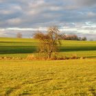 Stimmung auf dem Feld