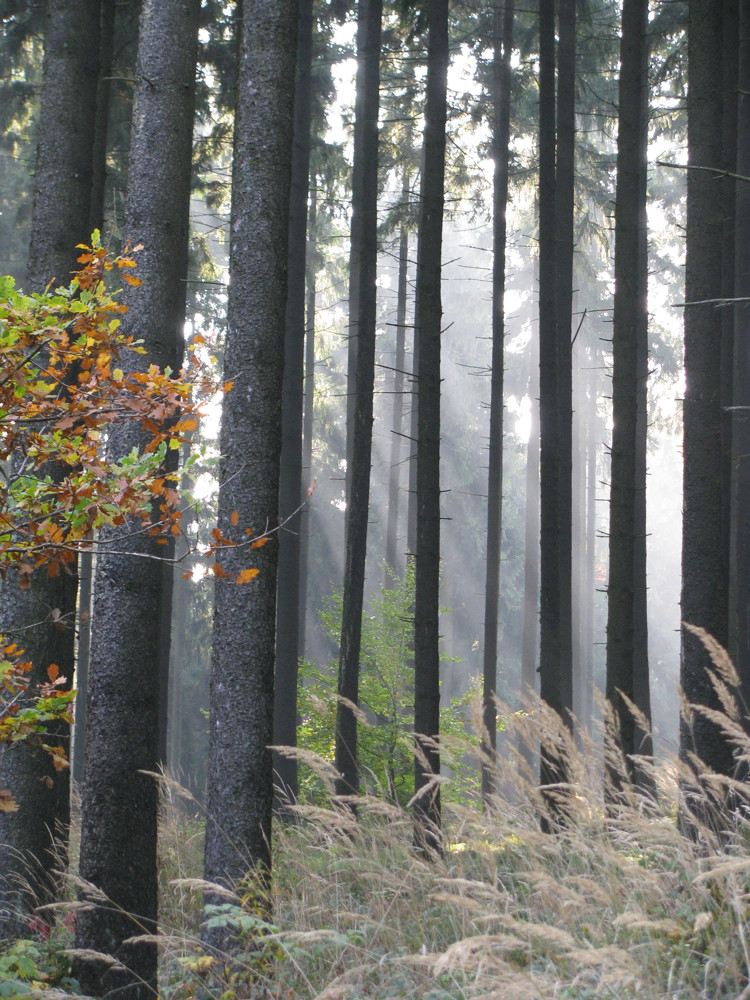 stimmung im wald