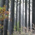 stimmung im wald