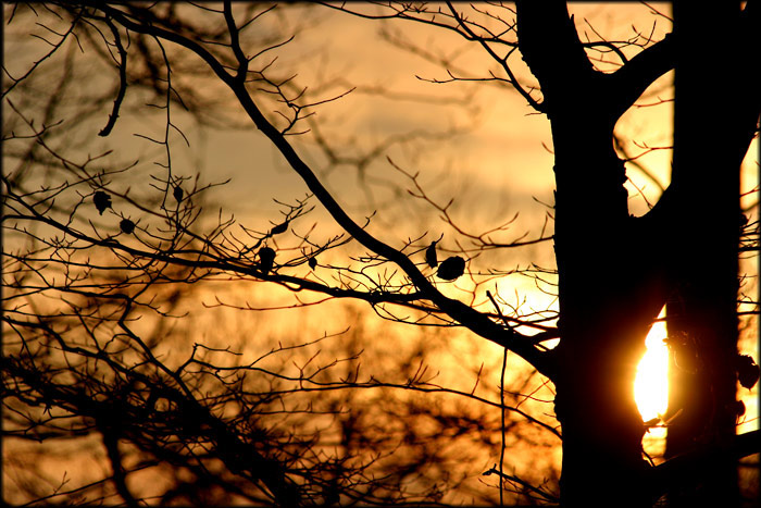 Stimmung im Wald