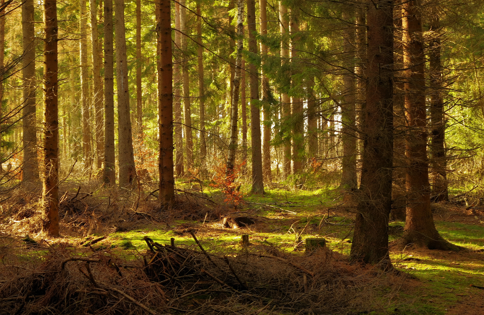 Stimmung im Wald