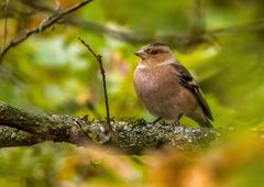 Stimmungsaufnahmen "BUCHFINK"