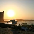 Stimmungsbild am Hafen von Essaouira