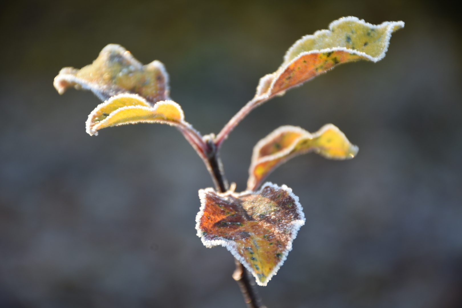 Stimmungsvoll gefrorene Farben