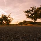 Stimmungsvoller Abend in der Natur