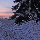 Stimmungsvoller Blick über den Gartenzauen...am einzigen Tag bisher...