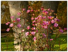 Stimmungsvoller Herbsttag