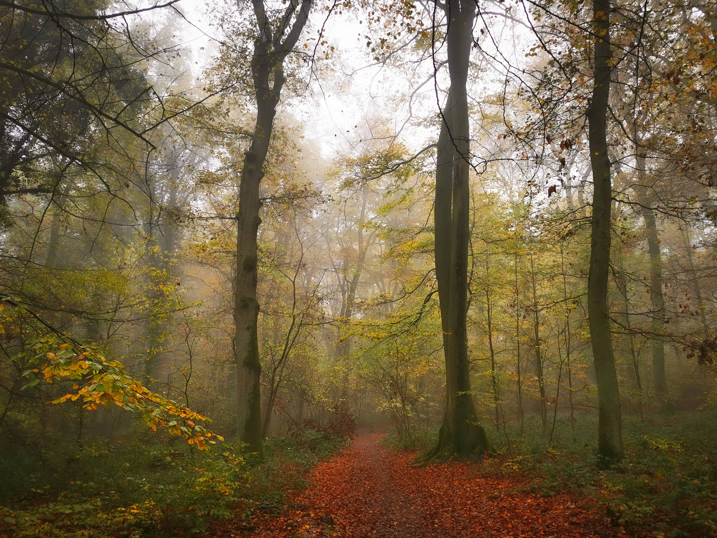 Stimmungsvoller Herbstwald